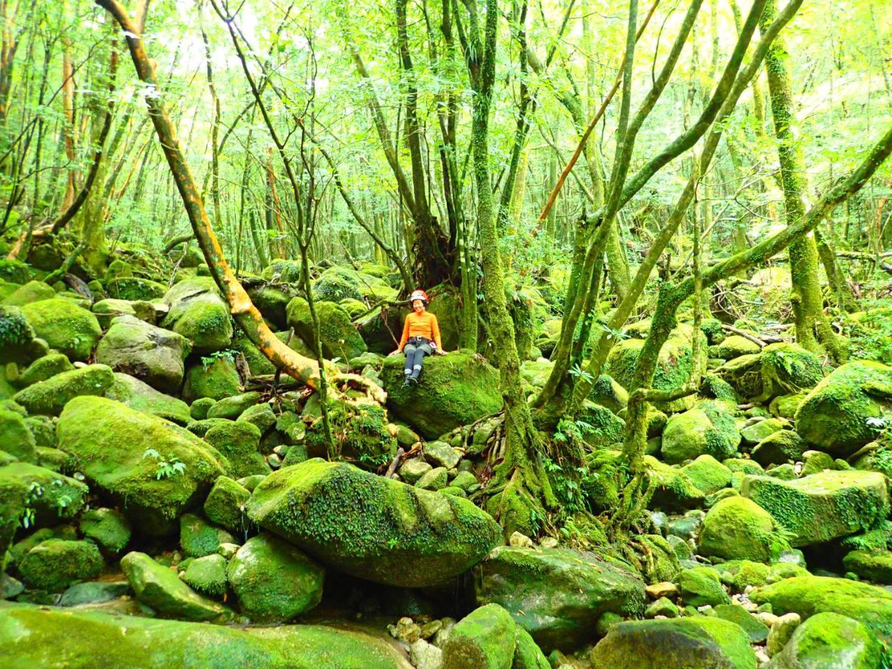 Yakushima Cottage Morino Fairy Eksteriør bilde